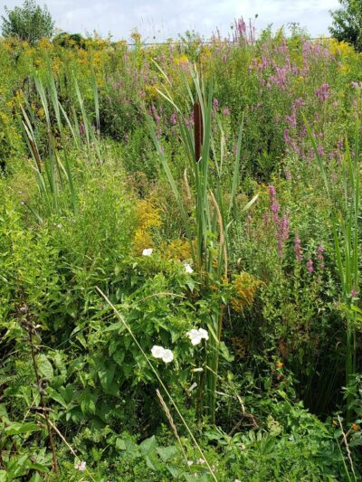 Thomaston Athletic Field - Thomaston, ME