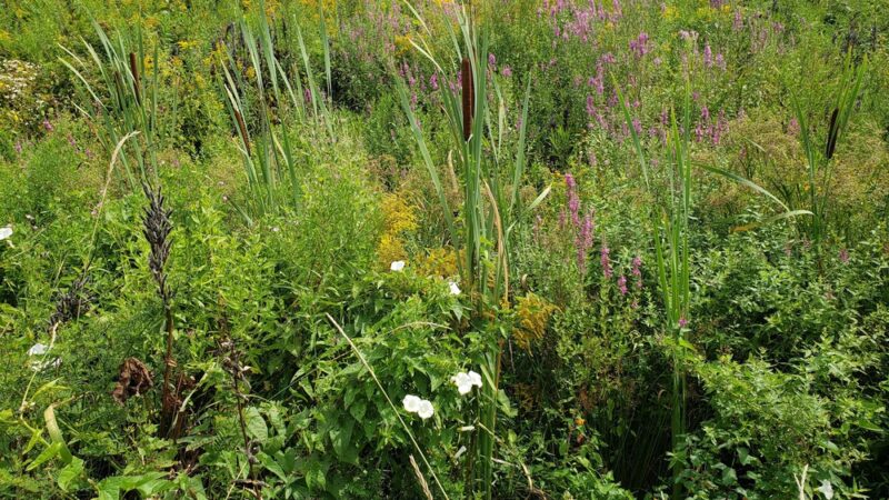 Thomaston Athletic Field - Thomaston, ME