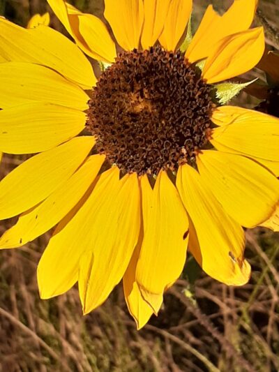 Eastlake - Thornton, CO