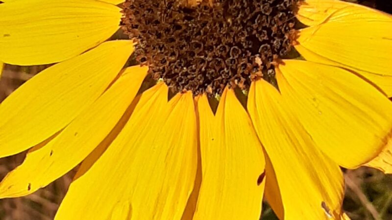 Eastlake - Thornton, CO