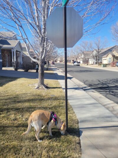 Eastlake Shores Park - Thornton, CO