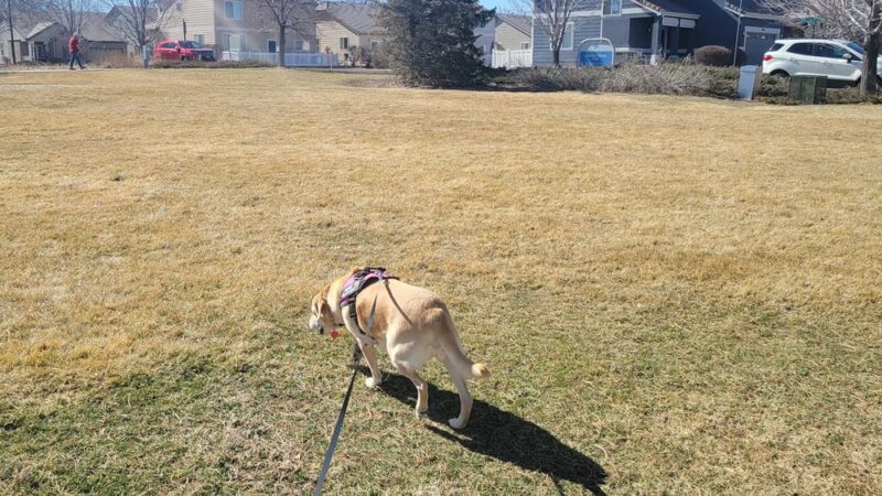 Eastlake Shores Park - Thornton, CO
