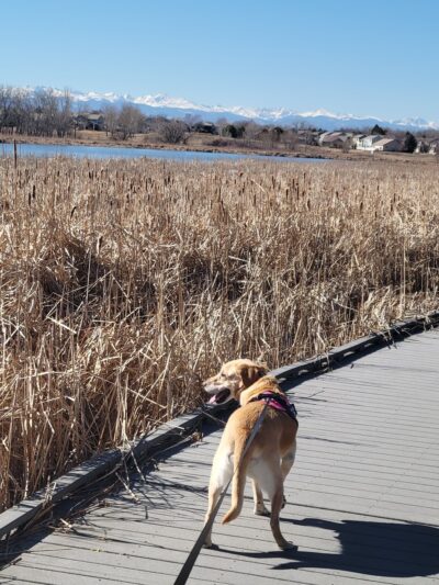 Eastlake Shores Park - Thornton, CO