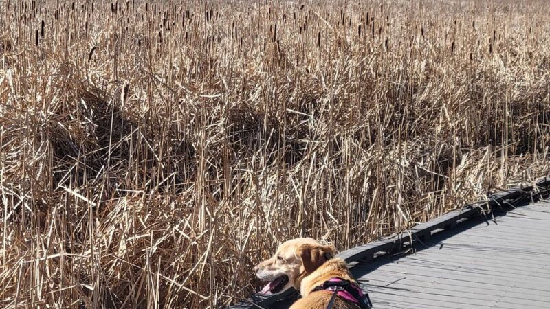 Eastlake Shores Park - Thornton, CO