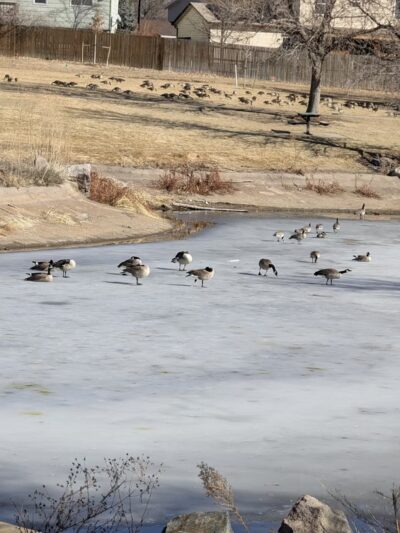 Grange Creek Park - Thornton, CO