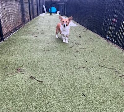 Purr'n Pooch Pet Resort - Tinton Falls, NJ