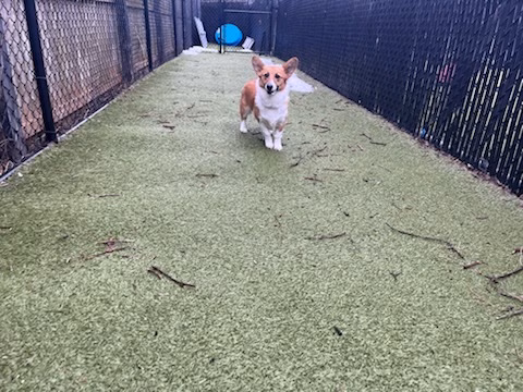 Purr'n Pooch Pet Resort - Tinton Falls, NJ