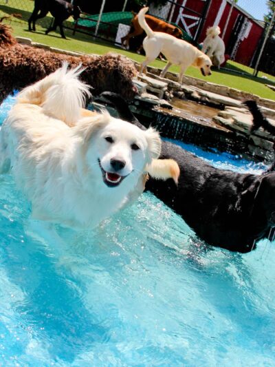 Purr'n Pooch Pet Resort - Tinton Falls, NJ