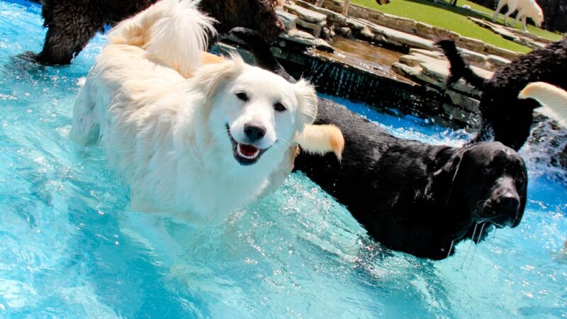 Purr'n Pooch Pet Resort - Tinton Falls, NJ