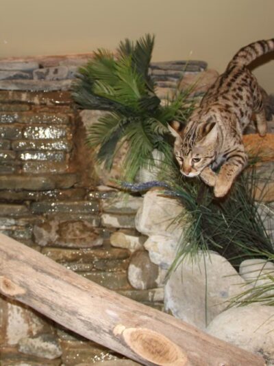 Purr'n Pooch Pet Resort - Tinton Falls, NJ