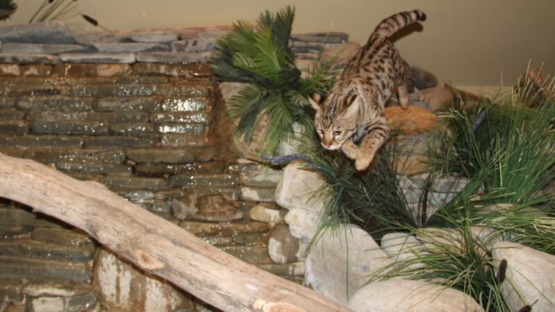 Purr'n Pooch Pet Resort - Tinton Falls, NJ