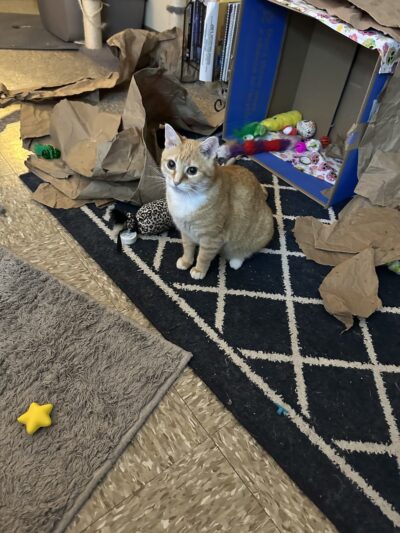 Second Chance Animal Sanctuaries - Tioga, PA