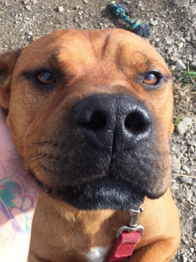 Second Chance Animal Sanctuaries - Tioga, PA