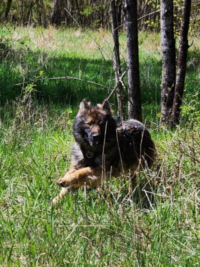 State Game Lands 24 - Tionesta, PA