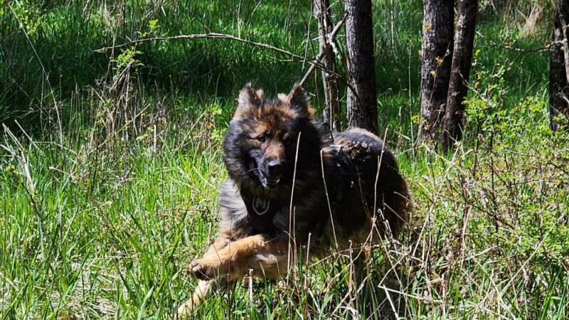 State Game Lands 24 - Tionesta, PA