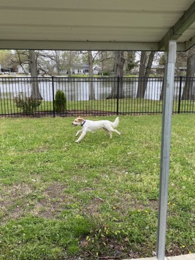 Sunkist Dog Park - Tiptonville, TN