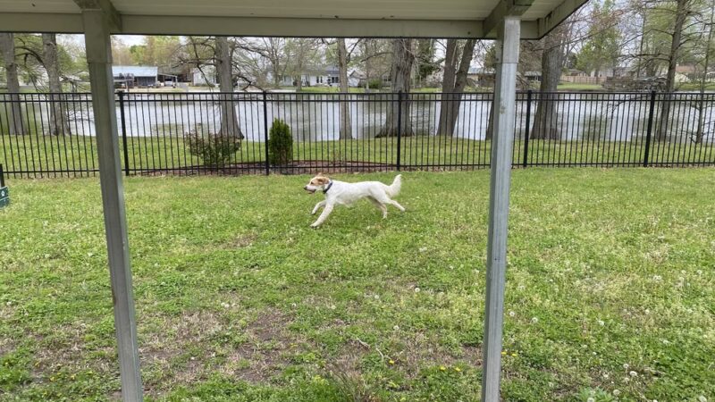 Sunkist Dog Park - Tiptonville, TN