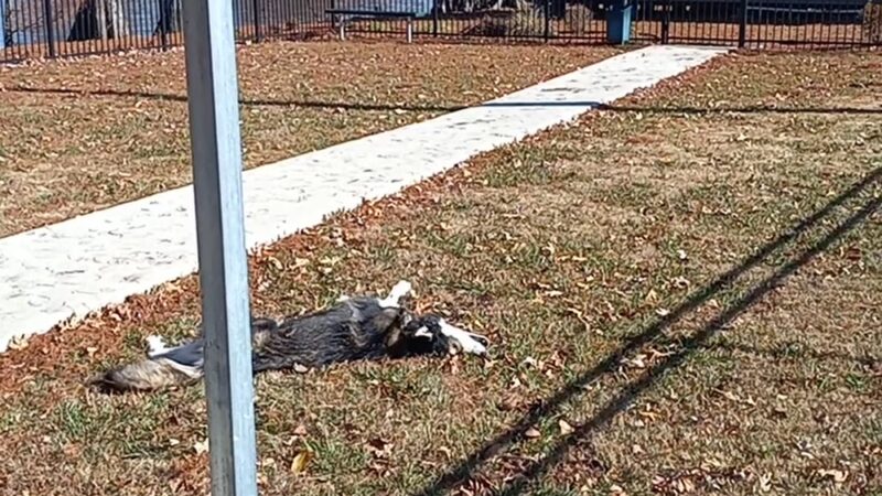 Sunkist Dog Park - Tiptonville, TN