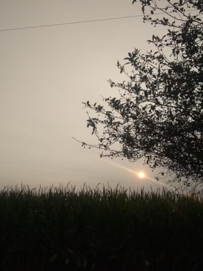 The Ball Diamond Park - Toluca, IL