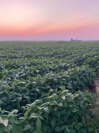 The Ball Diamond Park - Toluca, IL