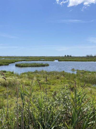 Cattus Island County Park - Toms River, NJ