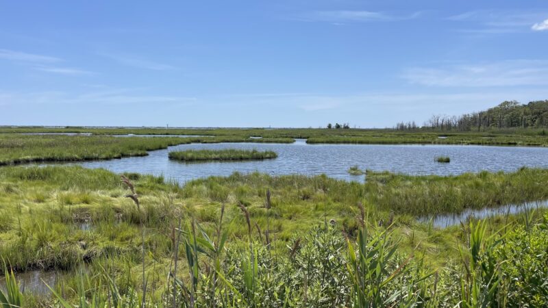 Cattus Island County Park - Toms River, NJ