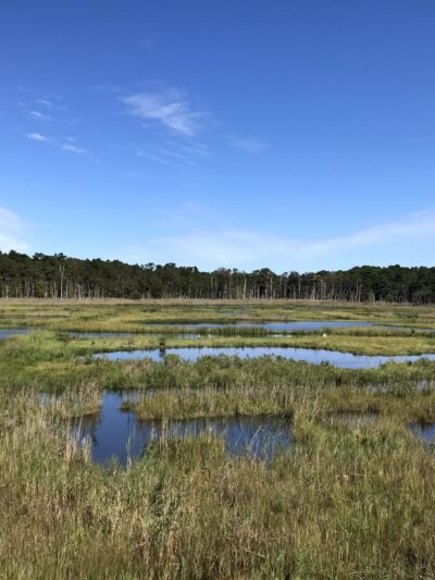 Cattus Island County Park - Toms River, NJ