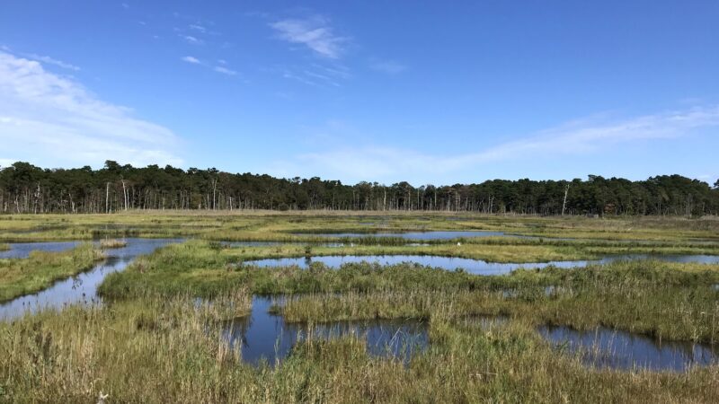 Cattus Island County Park - Toms River, NJ