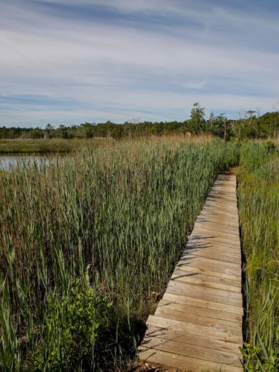 Cattus Island County Park - Toms River, NJ