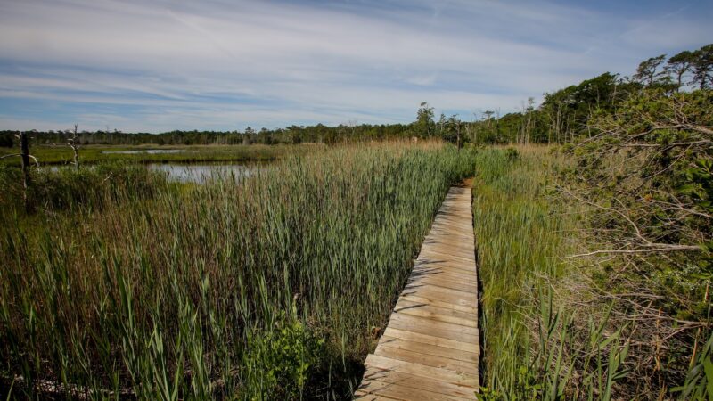 Cattus Island County Park - Toms River, NJ