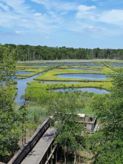Cattus Island County Park - Toms River, NJ