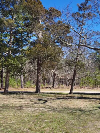 Cattus Island County Park - Toms River, NJ