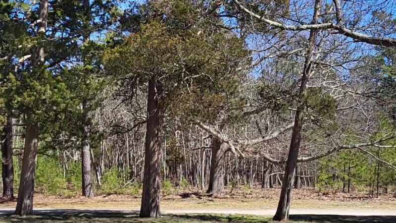 Cattus Island County Park - Toms River, NJ