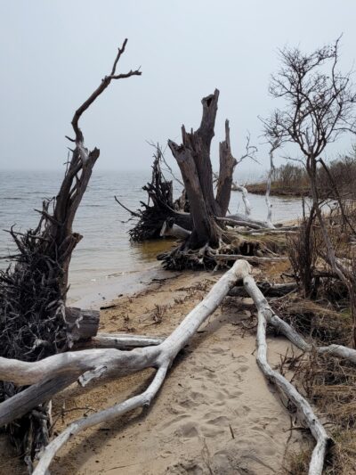 Cattus Island County Park Parking Lot - Toms River, NJ