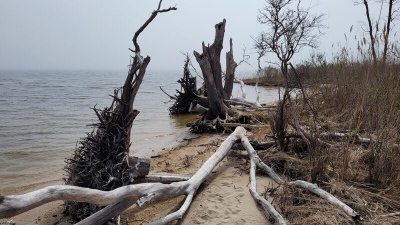 Cattus Island County Park Parking Lot - Toms River, NJ
