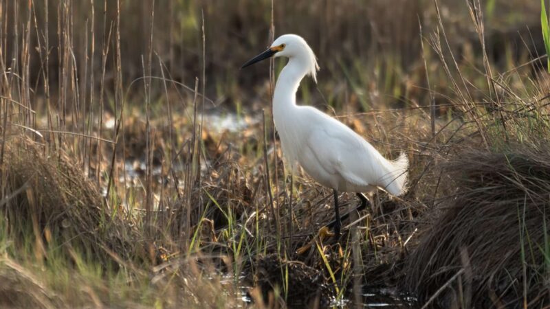 Cattus Island County Park Parking Lot - Toms River, NJ