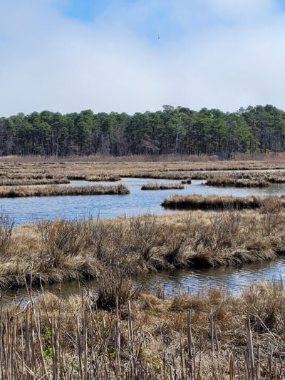 Cattus Island County Park Parking Lot - Toms River, NJ