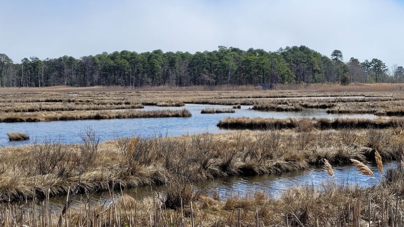 Cattus Island County Park Parking Lot - Toms River, NJ