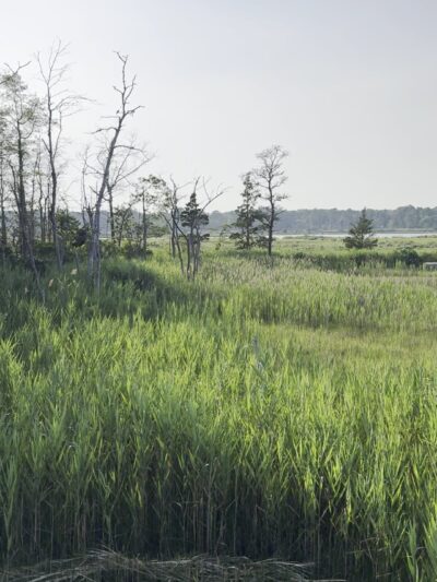 Cattus Island County Park Parking Lot - Toms River, NJ