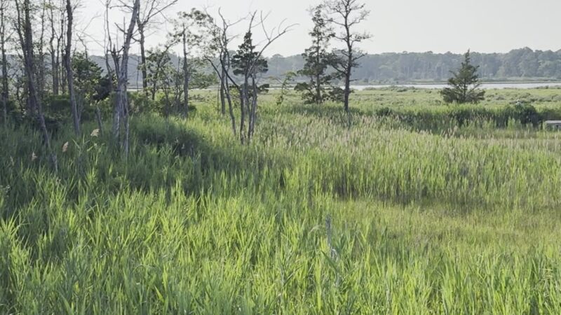 Cattus Island County Park Parking Lot - Toms River, NJ