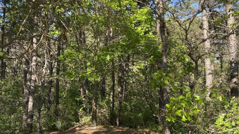Whispering Pines Park - Toms River, NJ