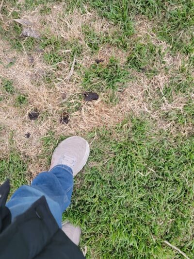 Dog Park at Love's Travel Stops - Tonkawa, OK