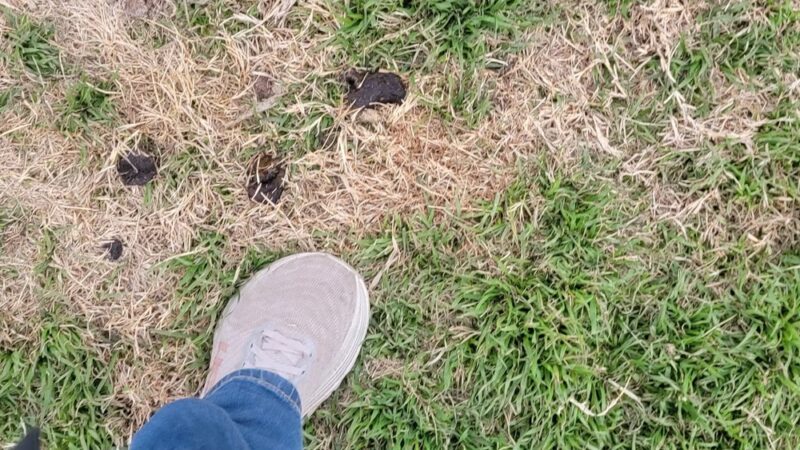 Dog Park at Love's Travel Stops - Tonkawa, OK