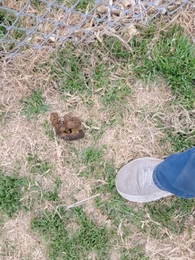 Dog Park at Love's Travel Stops - Tonkawa, OK