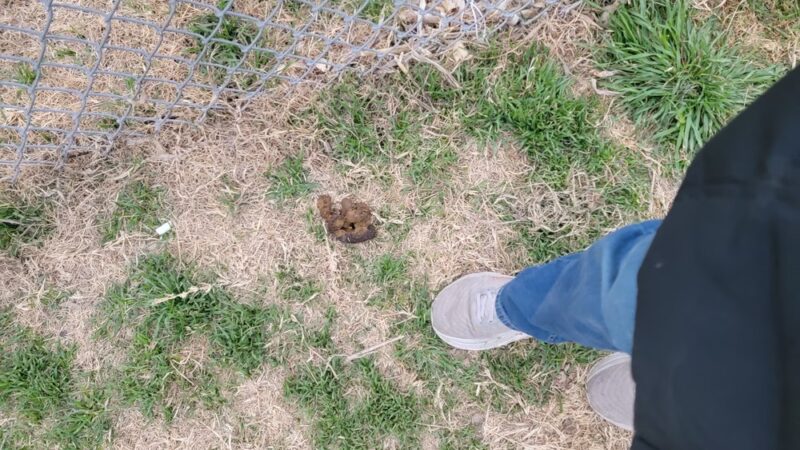Dog Park at Love's Travel Stops - Tonkawa, OK