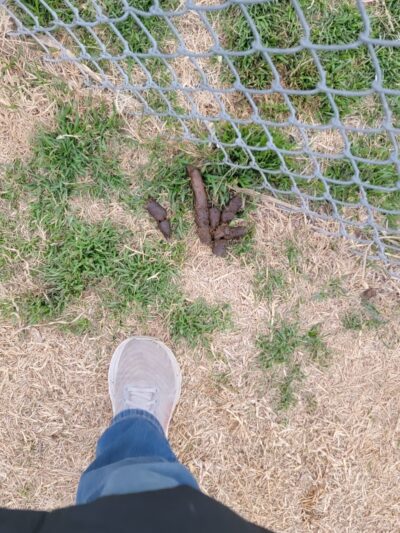 Dog Park at Love's Travel Stops - Tonkawa, OK