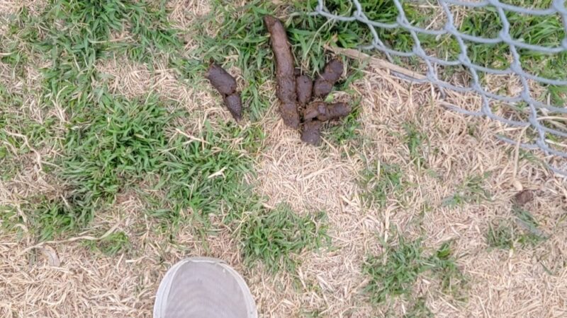 Dog Park at Love's Travel Stops - Tonkawa, OK