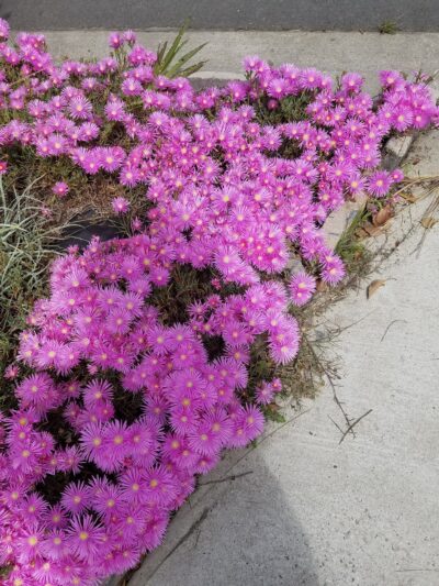 Pequeno Park - Torrance, CA