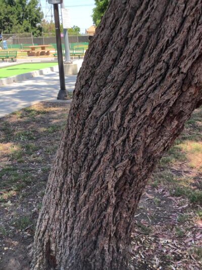 Columbia Park - Torrance, CA