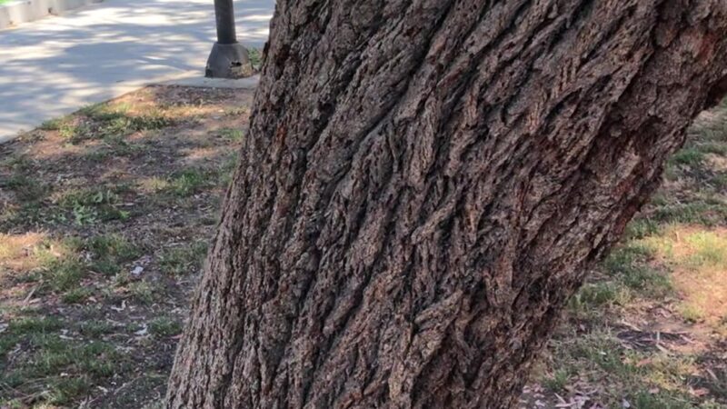 Columbia Park - Torrance, CA